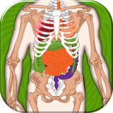 quizof.anatomical.science