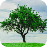 com.leafgreen.tree