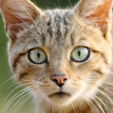 com.andromo.dev375438.app351313