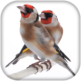 com.goldfinch.chardonneret.maknin
