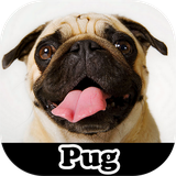com.appscroy.meupug
