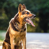 com.myapp.German.Shepherd.Dog.Wallpaper