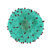 com.referencehunt.immunology