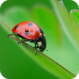 com.ladybugwallpaper.wallpaper.hdwallpaper