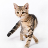 com.araba.sounds.cat