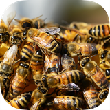 com.sfg.beeswarmswarnew
