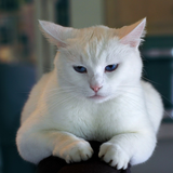 com.animalsounds.hamaz