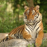 com.myapp.Tiger.Hd.Wallpapers