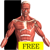 com.hssn.anatomyfree