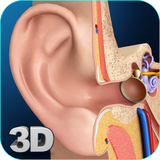 com.visual3dscience.Ear