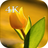 com.dejavu.yellow.tulip.wallpapers