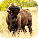 com.altland.bison