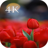 com.dejavu.red.tulip.wallpapers