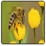 com.pishtaz_ht.zanbordare