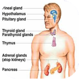 shafagh.ghodadedarunrizvamokhtalkonandehayan