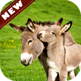 com.animalwallpaper.Donkey