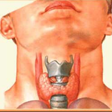 com.atalolo.tiroeedsseeks