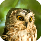 com.andromo.dev230101.app279725