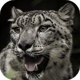com.cool.wallpapers.and.phones.backgrounds.snowleopard