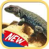 ir.tinasoft.lizards_new