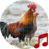 pro.sboard.ringtone.Redjunglefowl