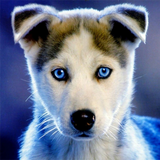 com.Infinity.huskypuppies