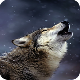 com.nicehdapps.wolf.animal.picture.wallpaper.HD