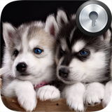 com.bincore.siberianhusky