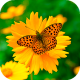 com.amazingbackgrounds.springwallpapers