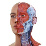 com.barati.anatomysarvagardan