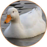 com.sounds.duck