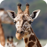 com.Giraffewallpaper.nature.cute.biganimals.wallpapers