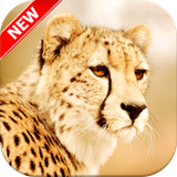 com.Cheetahwallpapers.pictures.backgrounds.photos.images.hd.free.beautiful