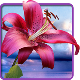 pl.infinzmedia.flowersmagictouchfree