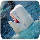 com.proapps.beluga.whale.sounds