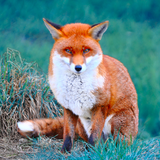 com.owlschirp.forest.animals