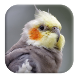com.kikaapps.cockatielsounds