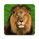com.hemul.whatanimalareyou