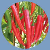 com.howtogrowredpeppers.LimaLustini