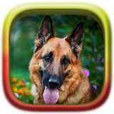 com.happy.studio.puzzle.german.shepherd