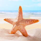 com.freewps.summerlivewallpapers