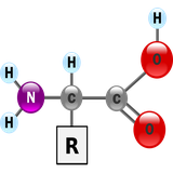 leaguebuilders.khorsand.aminoacid