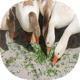 com.mnz_ht.parvareshghaz