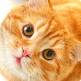 us.cat.ringtones
