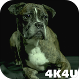 com.lwp4k4u.dogs