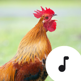 com.robinvanrodeman.rooster