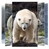 com.suviapps.polarbearwallpapers.wallpapers.polarbears