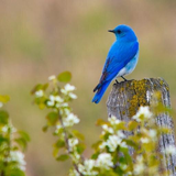 com.tourn.birds3d