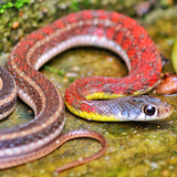 com.wallpaperzoo.snakewallpaper