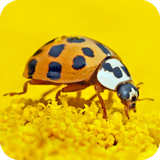 com.ladybird.insect.animals.wallpapers